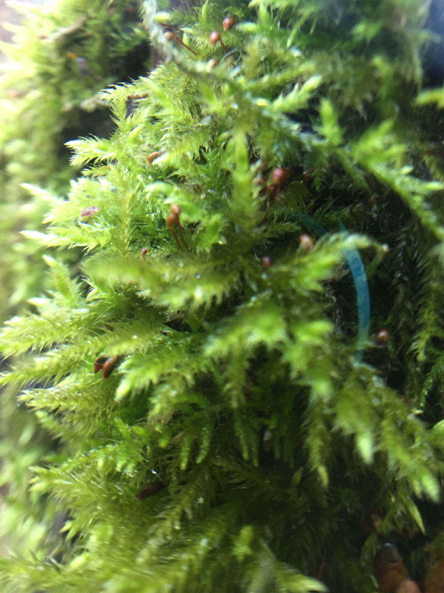 Brachythecium salebrosum var. flaccidum