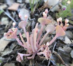Claytonia exigua ssp. glauca