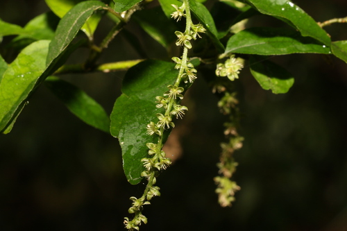 Monococcus echinophorus (Monococcus echinophorus)