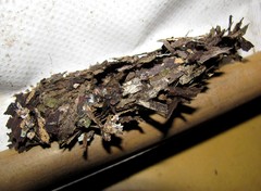 Eufriesea mexicana