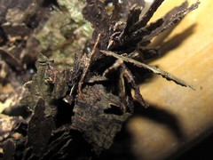 Eufriesea mexicana