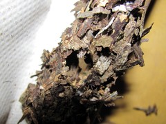 Eufriesea mexicana