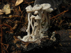 Image of Asterophora parasitica