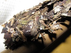 Eufriesea mexicana