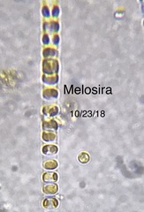 Melosira