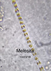 Melosira
