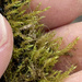 Creeping Feather-Moss - Photo (c) iacomaner, some rights reserved (CC BY-NC), uploaded by iacomaner
