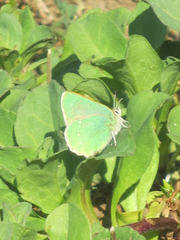 Callophrys viridis