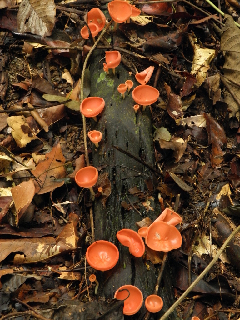Cookeina speciosa from Provincia de Puntarenas, Costa Rica on September