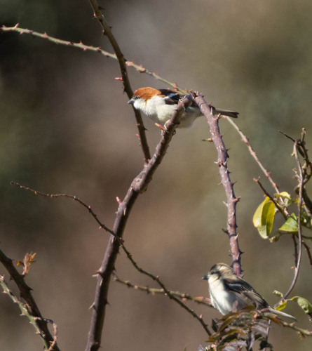 Russet Sparrow (Passer cinnamomeus), photo 10