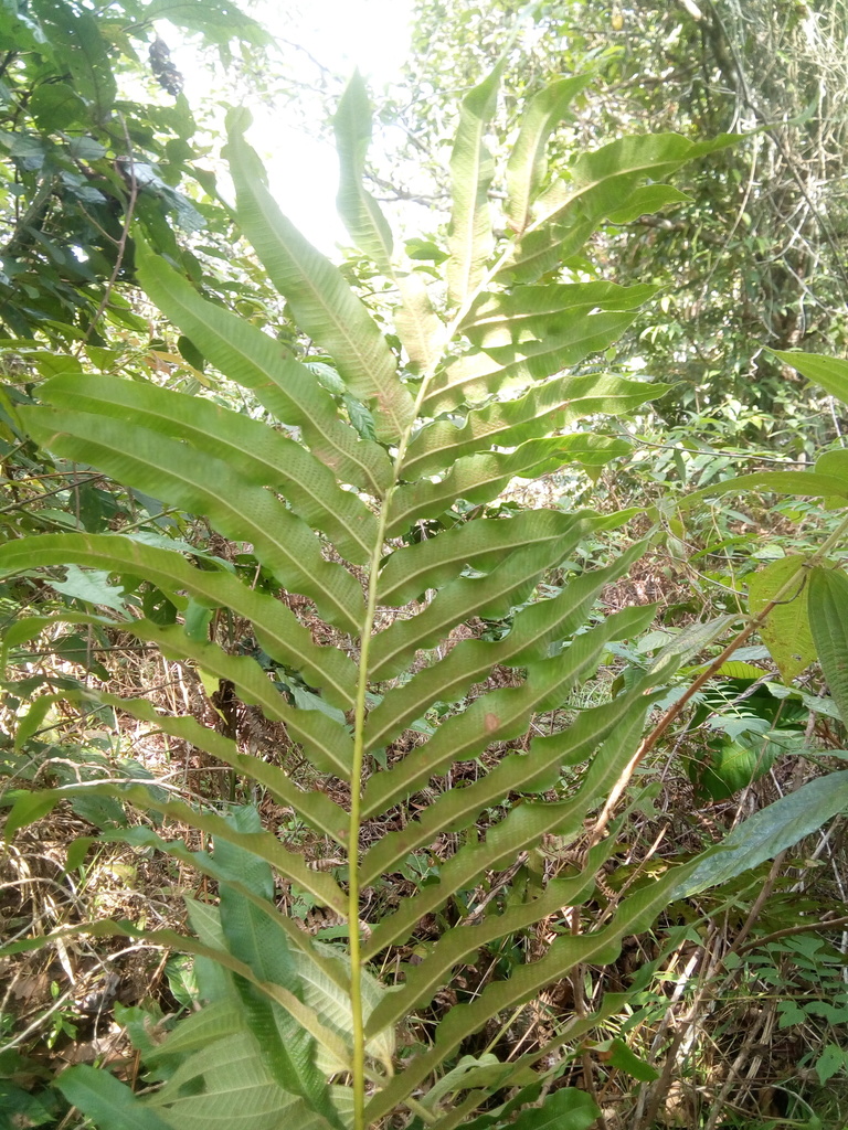 Meniscium chrysodioides