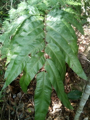 Meniscium chrysodioides