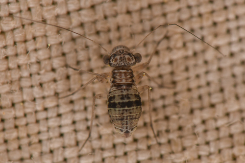 Mesopsocus unipunctatus photo 3