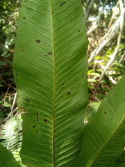 Meniscium chrysodioides