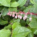Salal