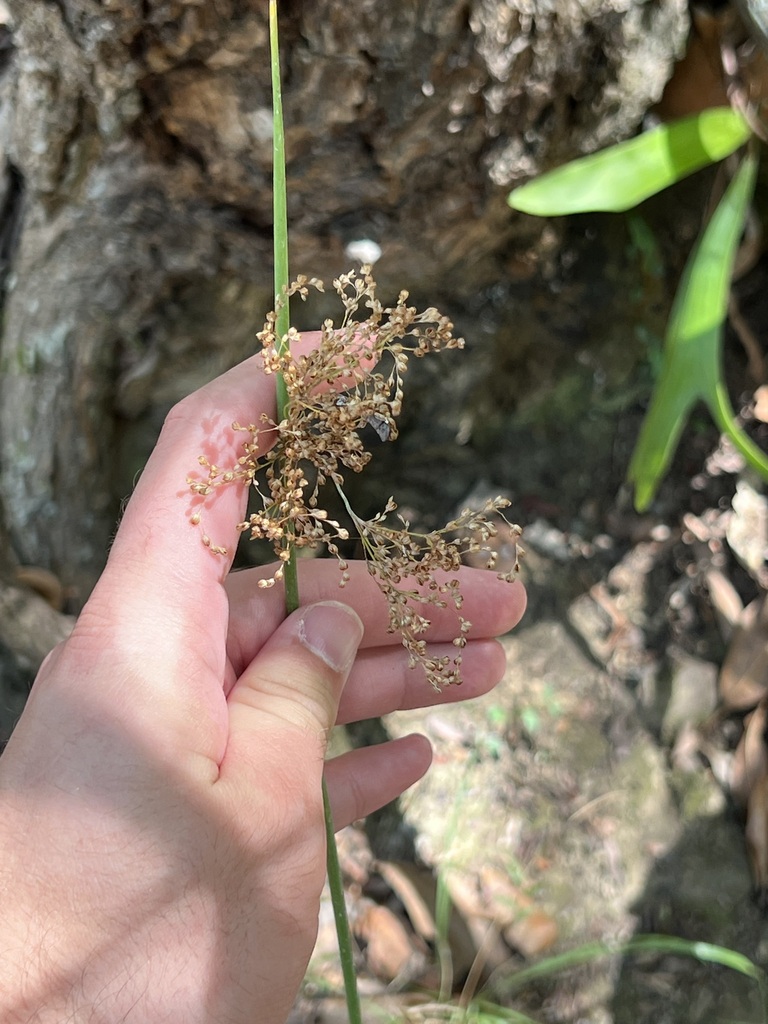 australian rush in April 2023 by ianparsons_lcc · iNaturalist