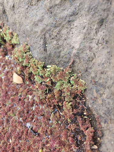 Azolla filiculoides observed 2023-04-26