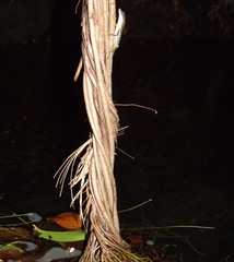 Anolis poecilopus image