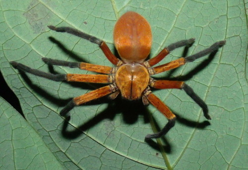 Sadala rufa