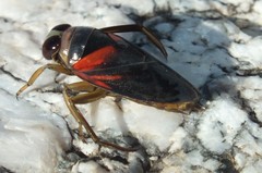 Notonecta lobata