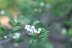 Margaritaria anomala