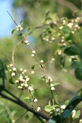 Margaritaria anomala