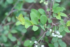 Margaritaria anomala