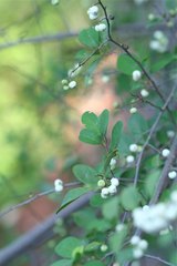 Margaritaria anomala