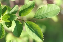 Margaritaria anomala