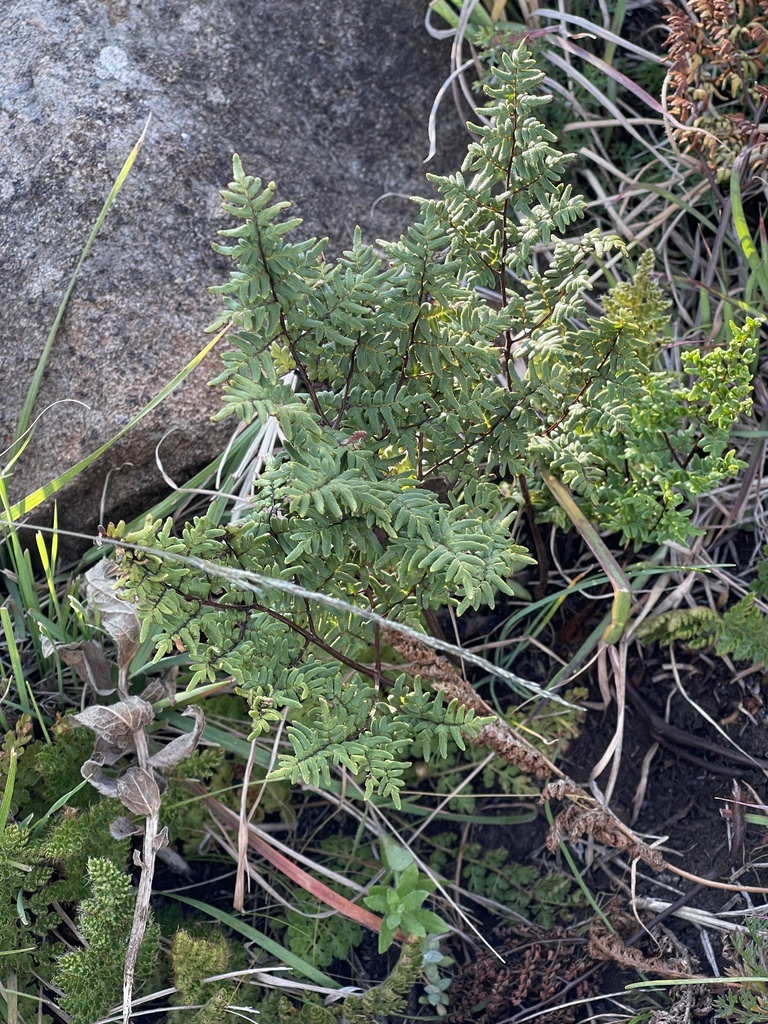 Botswana Lip Fern