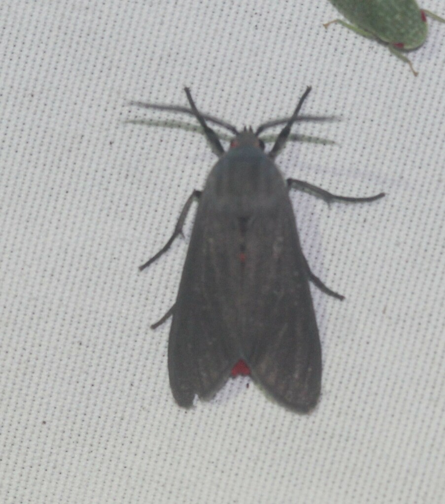 Euchaetes bolteri from south side corpus christi tx usa on april 26