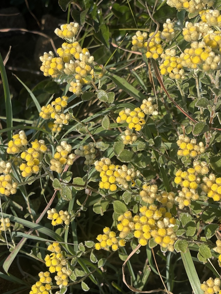 Helichrysum lepidissimum