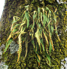 Pleopeltis polylepis