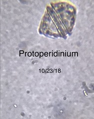 Protoperidinium