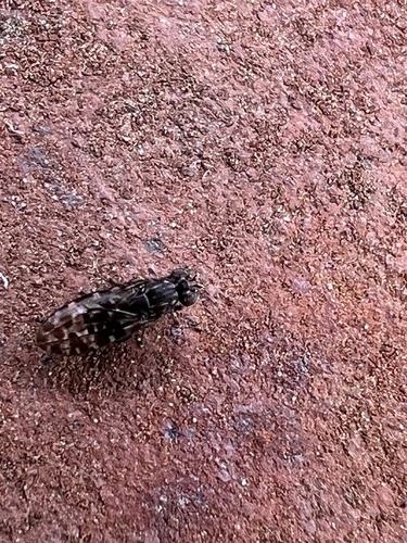 Limnellia turneri