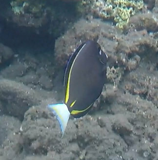 Whitecheek Surgeonfish (Acanthurus nigricans)