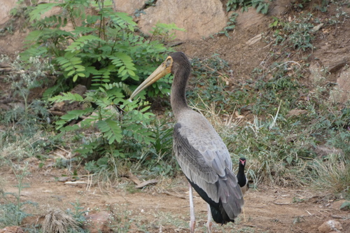 Painted Stork