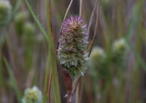 Eragrostis abortiva