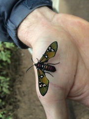 Chrysocale principalis