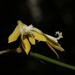 Dendrobium bowmanii - Photo (c) Greg Tasney, algunos derechos reservados (CC BY-SA), subido por Greg Tasney