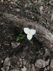 Weldenia candida