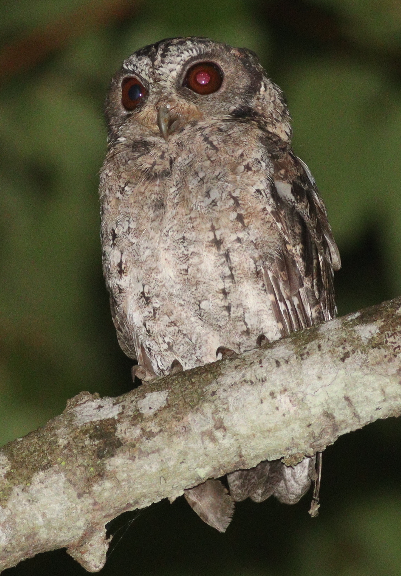 Sunda Scops Owl