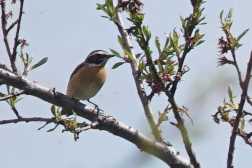 Whinchat