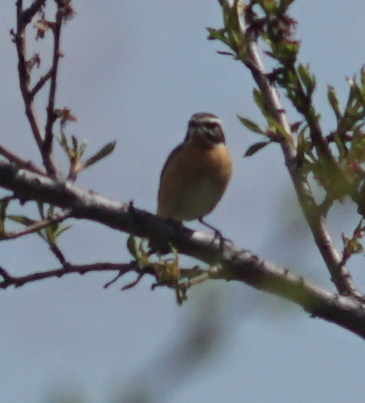 Whinchat