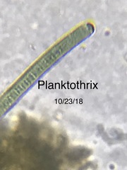 Planktothrix