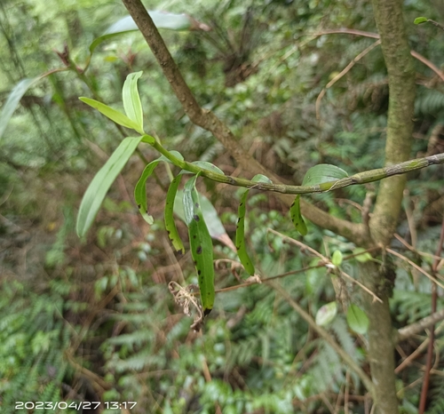 Dendrobium catenatum iNat (1)