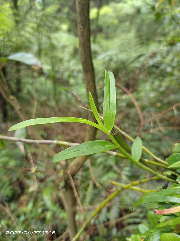 Dendrobium officinale Kimura & Migo 2