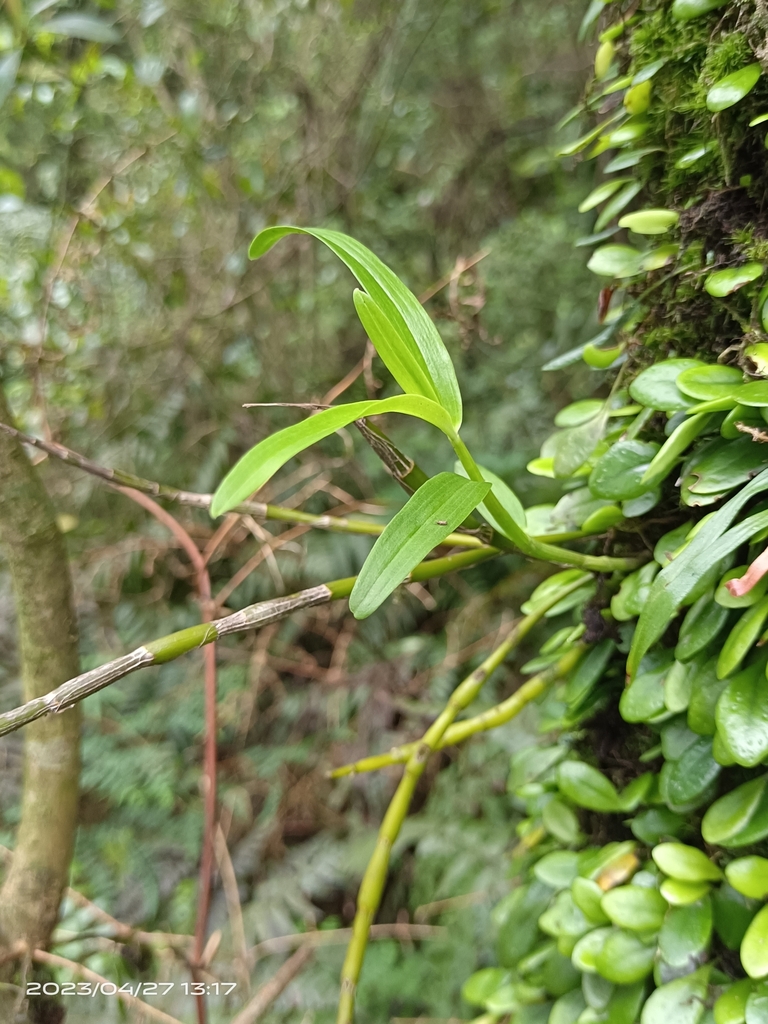 Dendrobium officinale Kimura & Migo 3