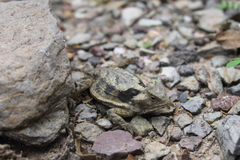 Phrynosoma taurus