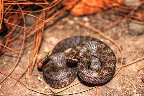 Mexican Smallhead Rattlesnake